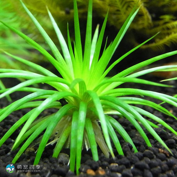 南美细叶大谷精草-1