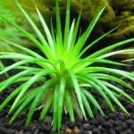 南美细叶大谷精草-缩略图-1