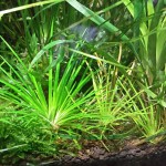 南美细叶大谷精草-缩略图-2