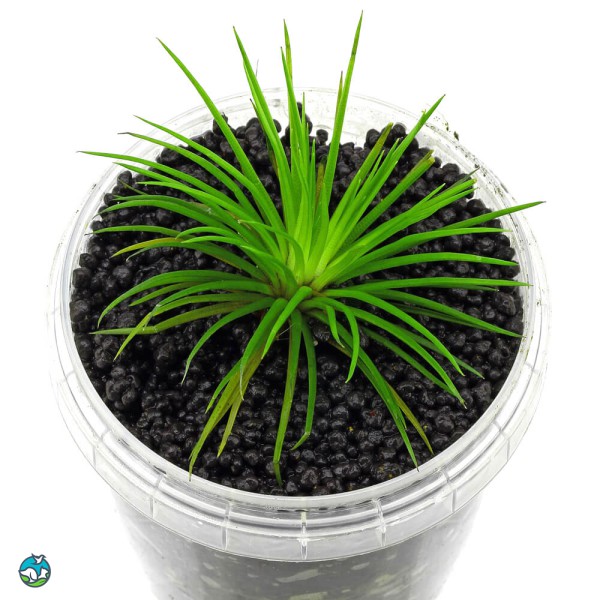 南美细叶大谷精草-3