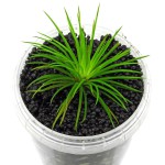 南美细叶大谷精草-缩略图-3