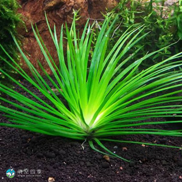 南美细叶大谷精草-4