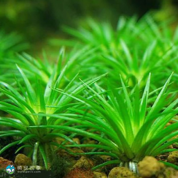 南美细叶大谷精草-5