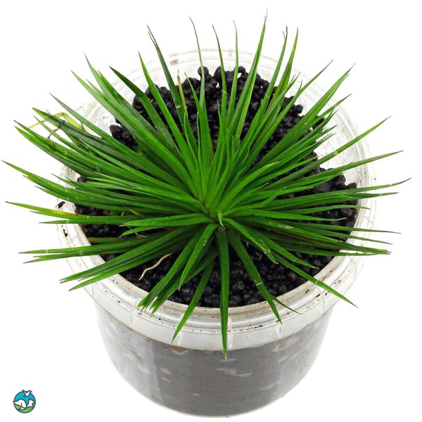 南美细叶大谷精草-6