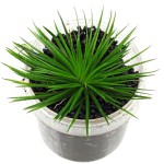 南美细叶大谷精草-缩略图-6