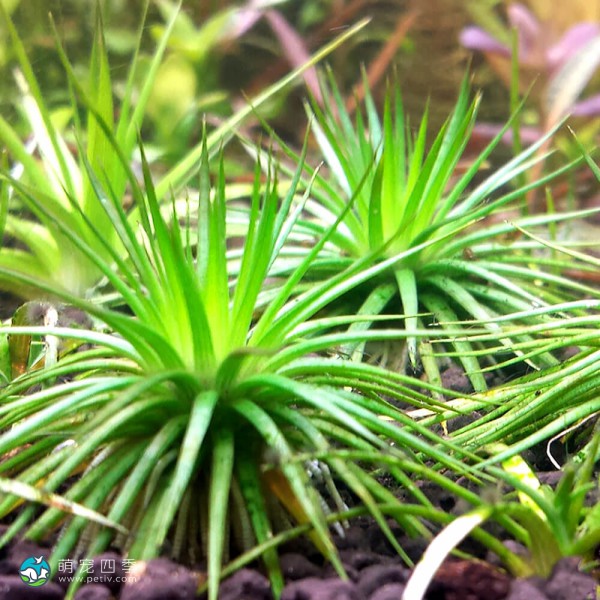 南美细叶大谷精草-7