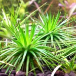 南美细叶大谷精草-缩略图-7