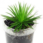 雾岛谷精草-缩略图-2