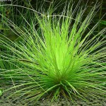 雾岛谷精草-缩略图-3