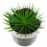 雾岛谷精草-缩略图-4