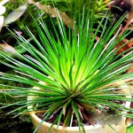 雾岛谷精草-缩略图-5