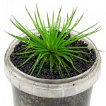 雾岛谷精草-缩略图-6