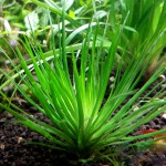 雾岛谷精草-缩略图-7