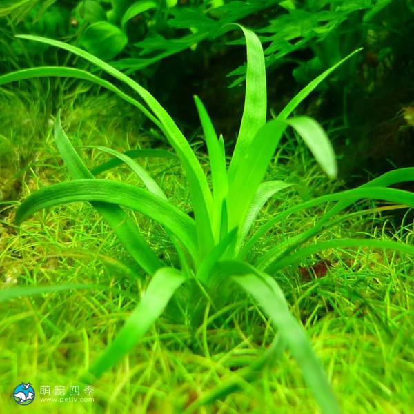 玻利维亚谷精草-1