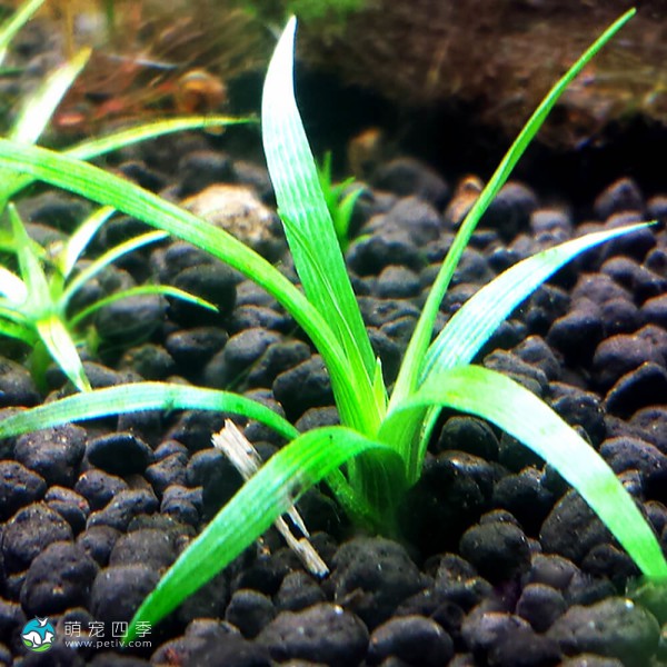 玻利维亚谷精草-2