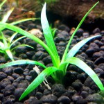 玻利维亚谷精草-缩略图-2