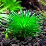 玻利维亚谷精草-缩略图-3