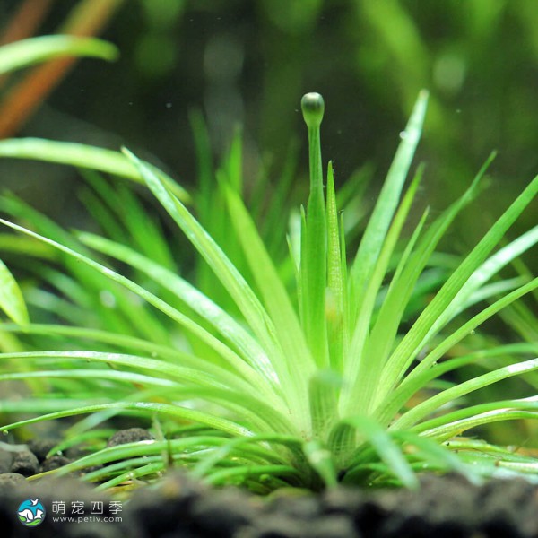 玻利维亚谷精草-4