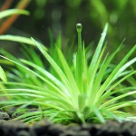 玻利维亚谷精草-缩略图-4