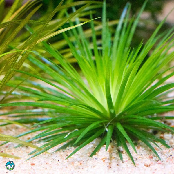 玻利维亚谷精草-5