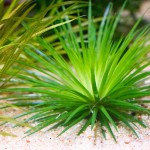 玻利维亚谷精草-缩略图-5