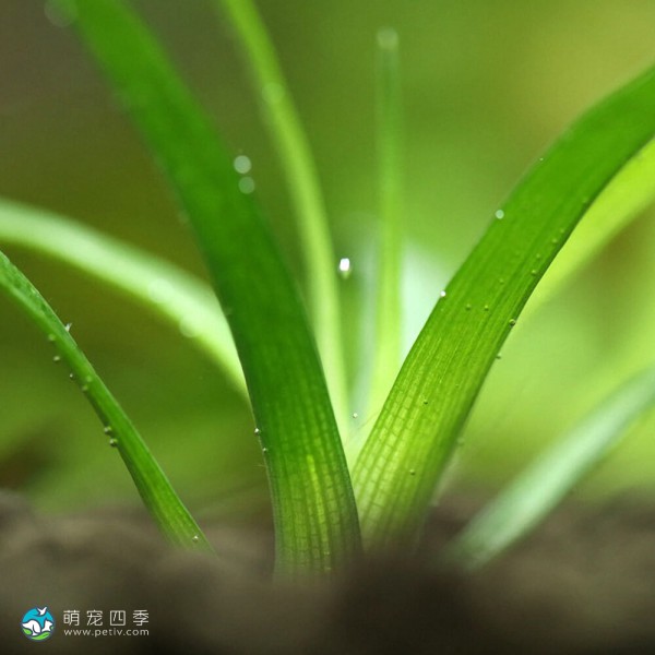 玻利维亚谷精草-6