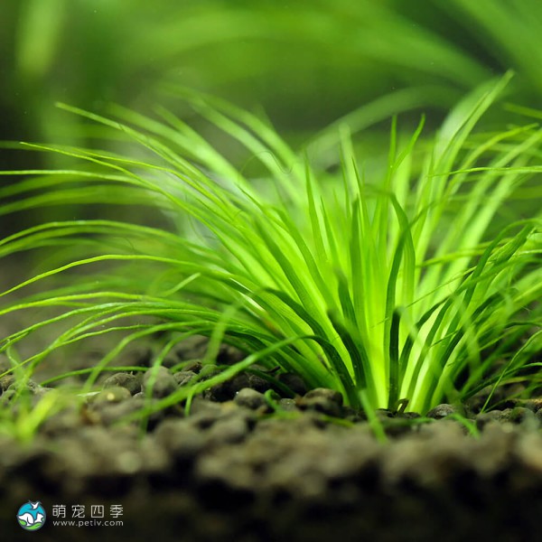 玻利维亚谷精草-7