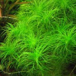 粉丝太阳草-缩略图-2