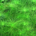 粉丝太阳草-缩略图-3