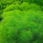 粉丝太阳草-缩略图-4