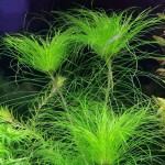 粉丝太阳草-缩略图-5