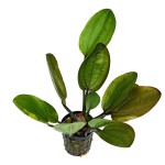 撒旦皇冠草-缩略图-2