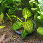 撒旦皇冠草-缩略图-3