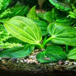 撒旦皇冠草-缩略图-5