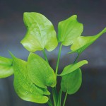 撒旦皇冠草-缩略图-7