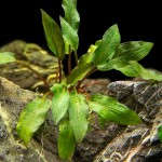 桃叶椒草-缩略图-1