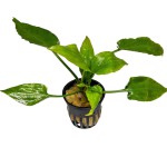 桃叶椒草-缩略图-2