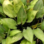 桃叶椒草-缩略图-5