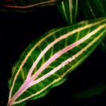 金线椒草-缩略图-1