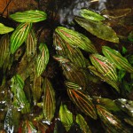 金线椒草-缩略图-2