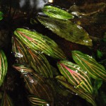 金线椒草-缩略图-3