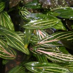 金线椒草-缩略图-4