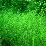 牛毛毡-缩略图-1