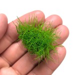 牛毛毡-缩略图-2