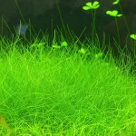 牛毛毡-缩略图-3