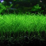 牛毛毡-缩略图-4