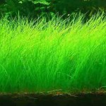 牛毛毡-缩略图-7