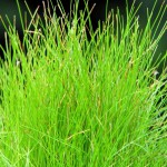 牛毛毡-缩略图-8