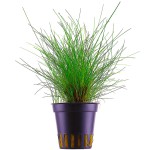 牛毛毡-缩略图-9