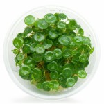 香菇草-缩略图-1